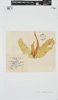 Punctaria latifolia image
