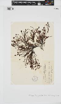 Image of Ptilopogon botryocladus