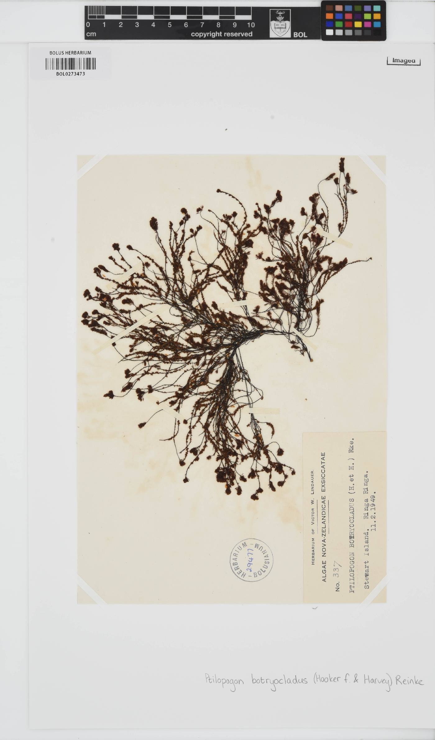 Ptilopogon image