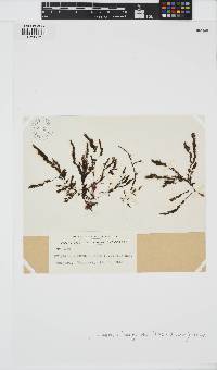 Ptilopogon botryocladus image