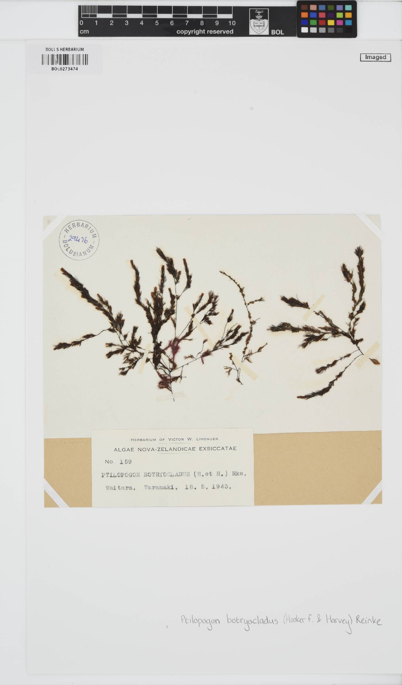 Ptilopogon botryocladus image