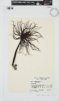 Postelsia palmaeformis image
