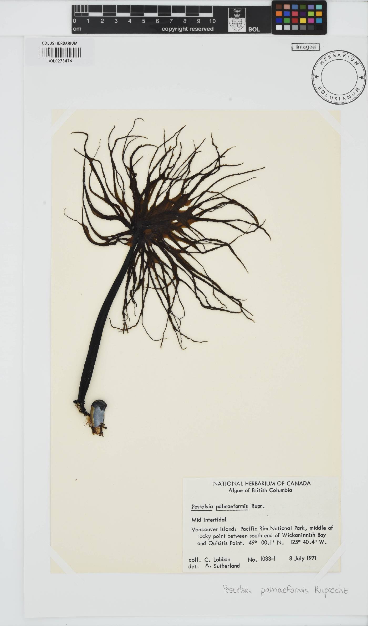 Postelsia palmaeformis image