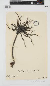 Postelsia palmaeformis image