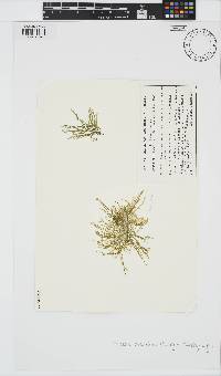 Image of Polycerea zostericola