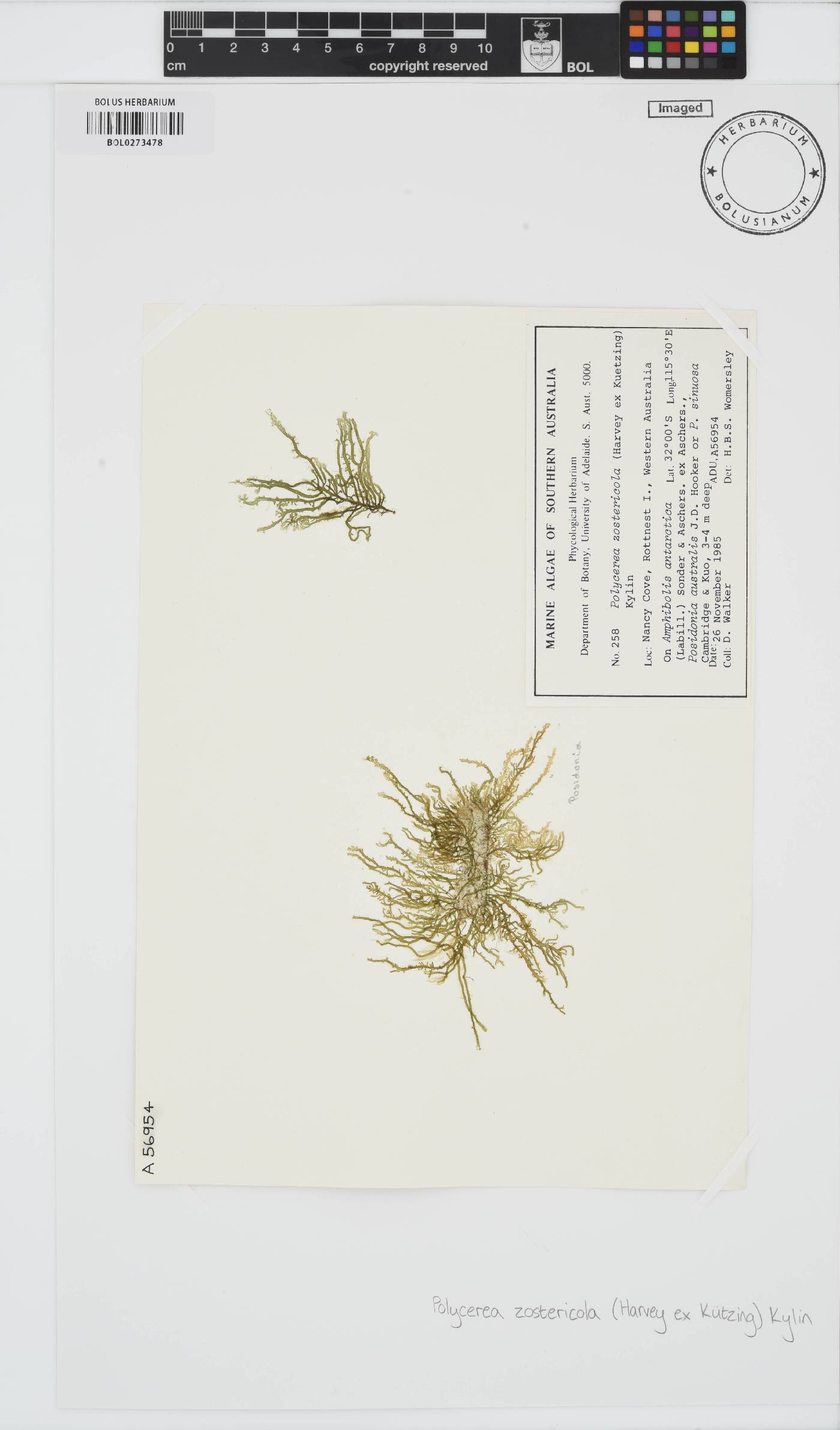 Polycerea zostericola image