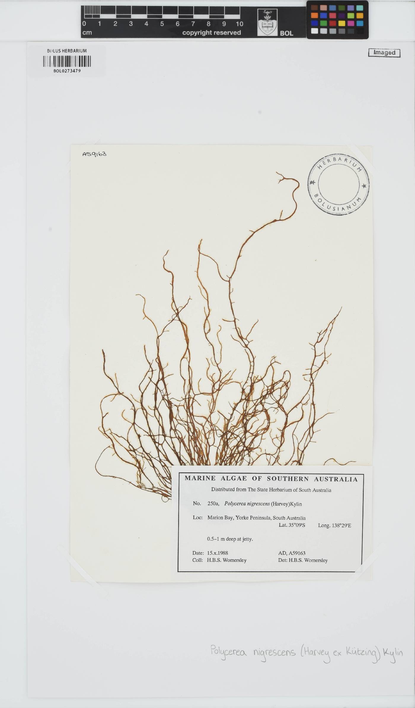 Polycerea nigrescens image