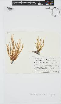 Polycerea nigrescens image