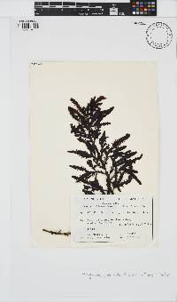 Image of Platythalia quercifolia