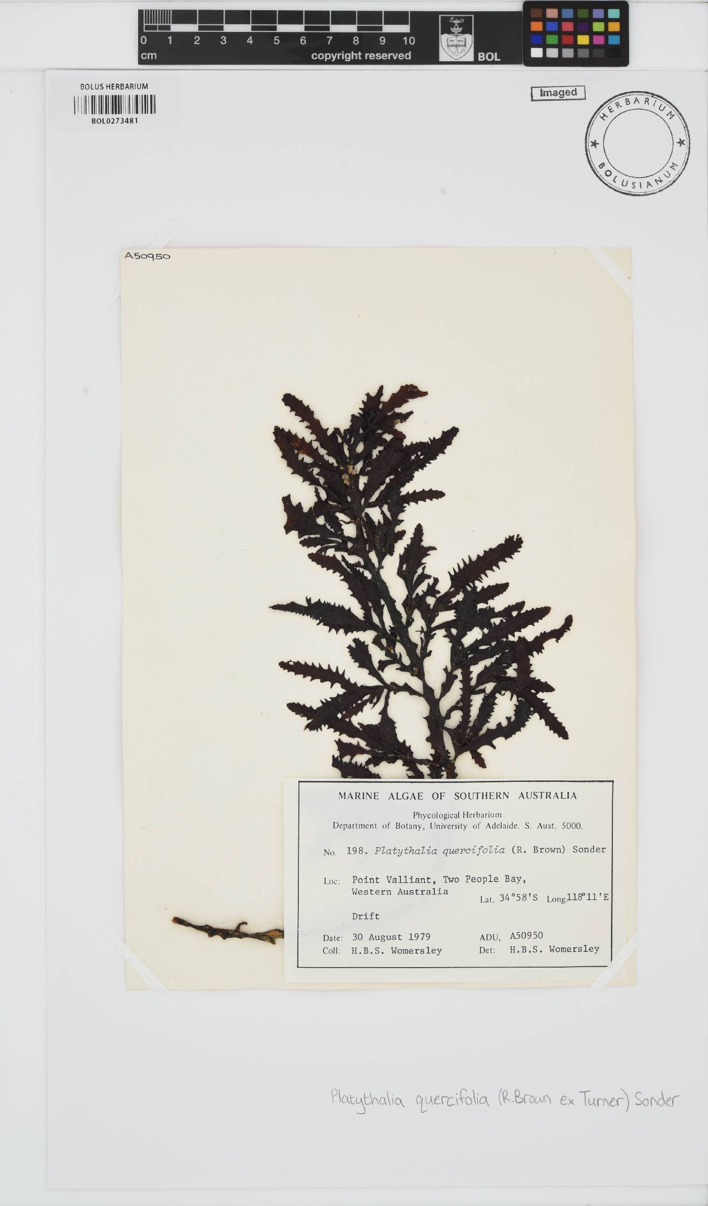 Platythalia quercifolia image