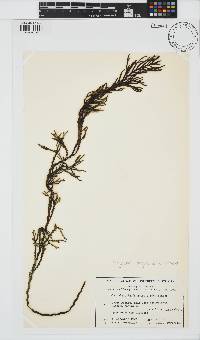 Platythalia angustifolia image