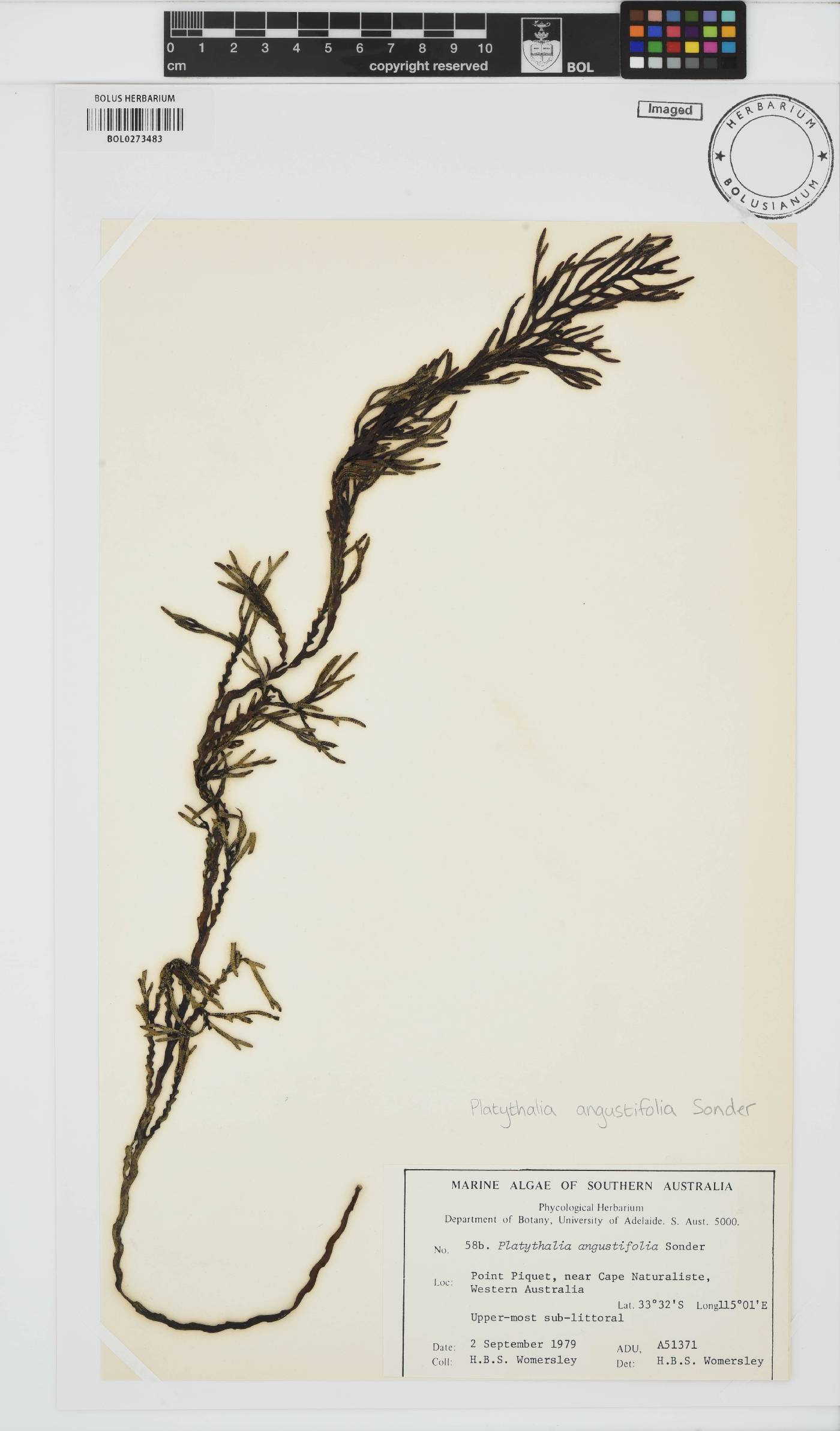 Platythalia angustifolia image
