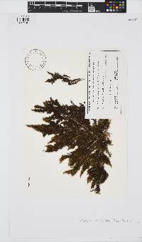 Image of Halopteris paniculata