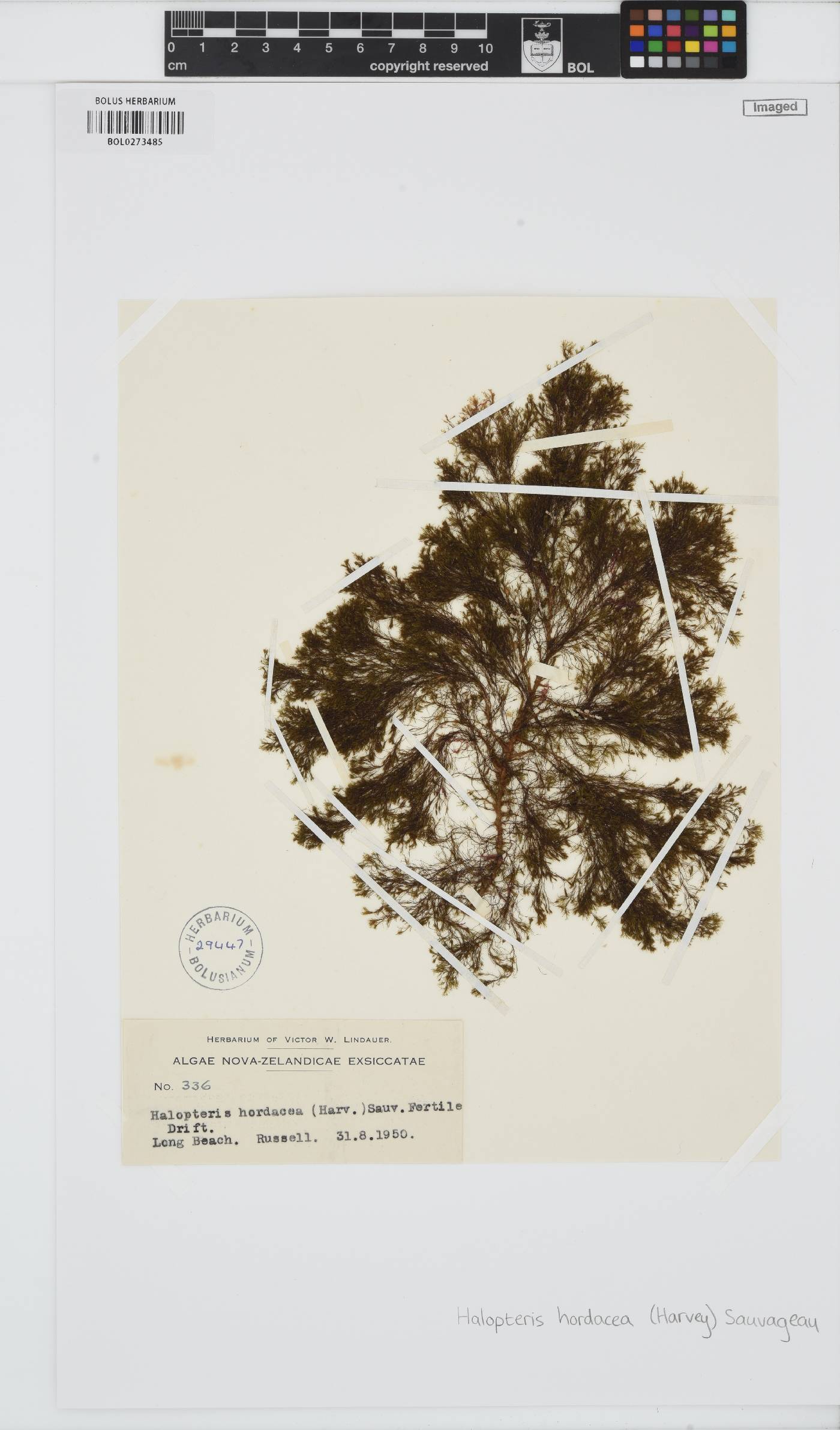Halopteris hordacea image