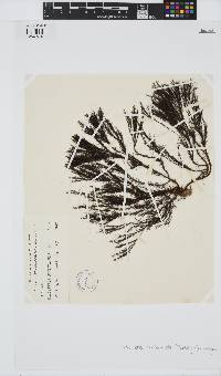 Halopteris funicularis image