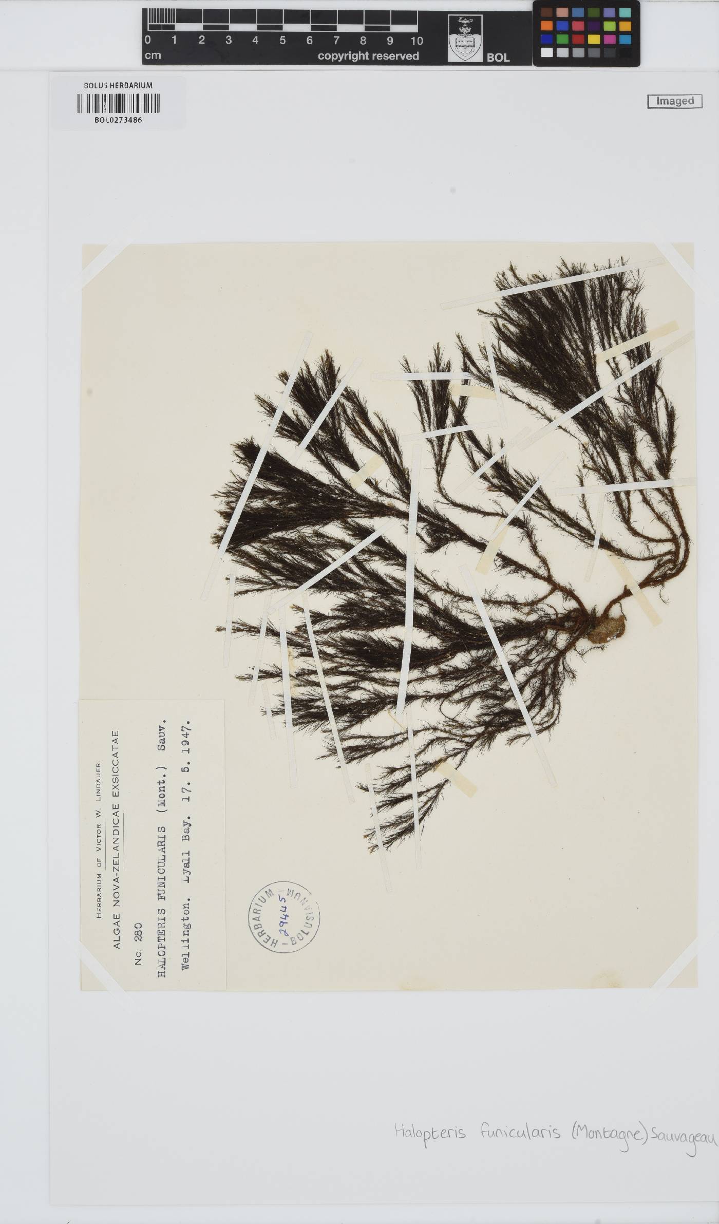 Halopteris funicularis image