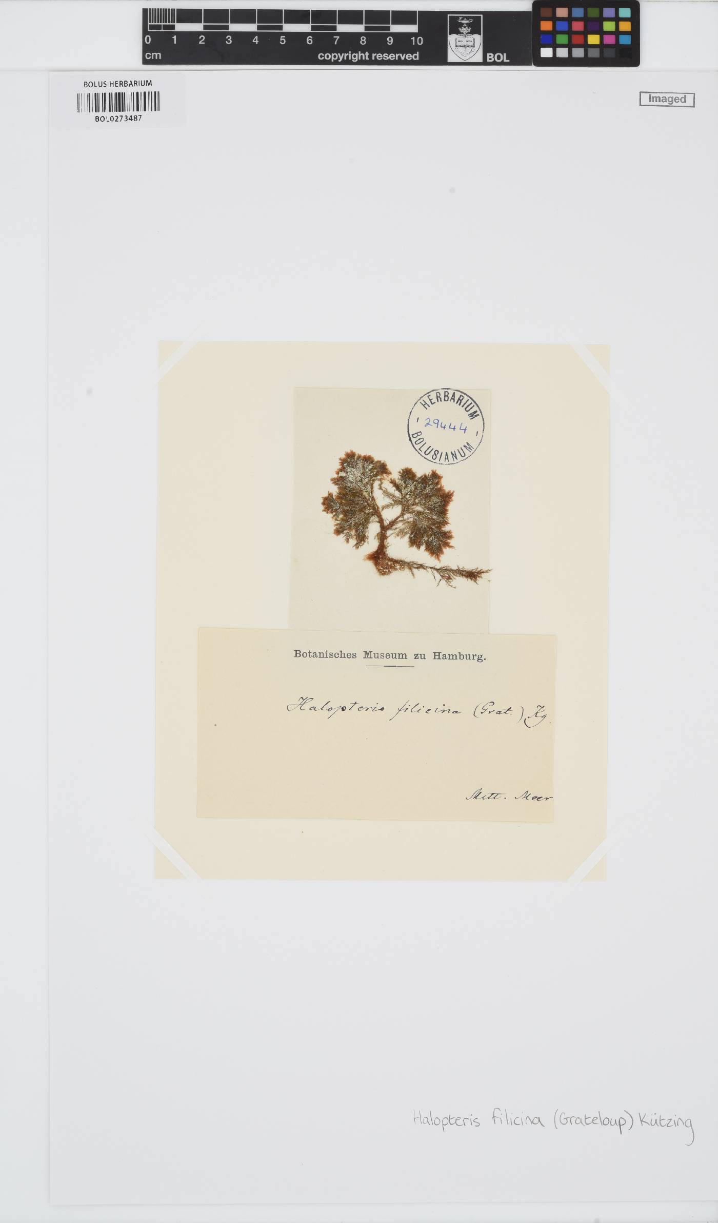 Halopteris filicina image