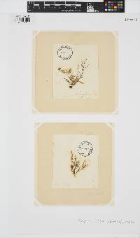 Halopteris filicina image