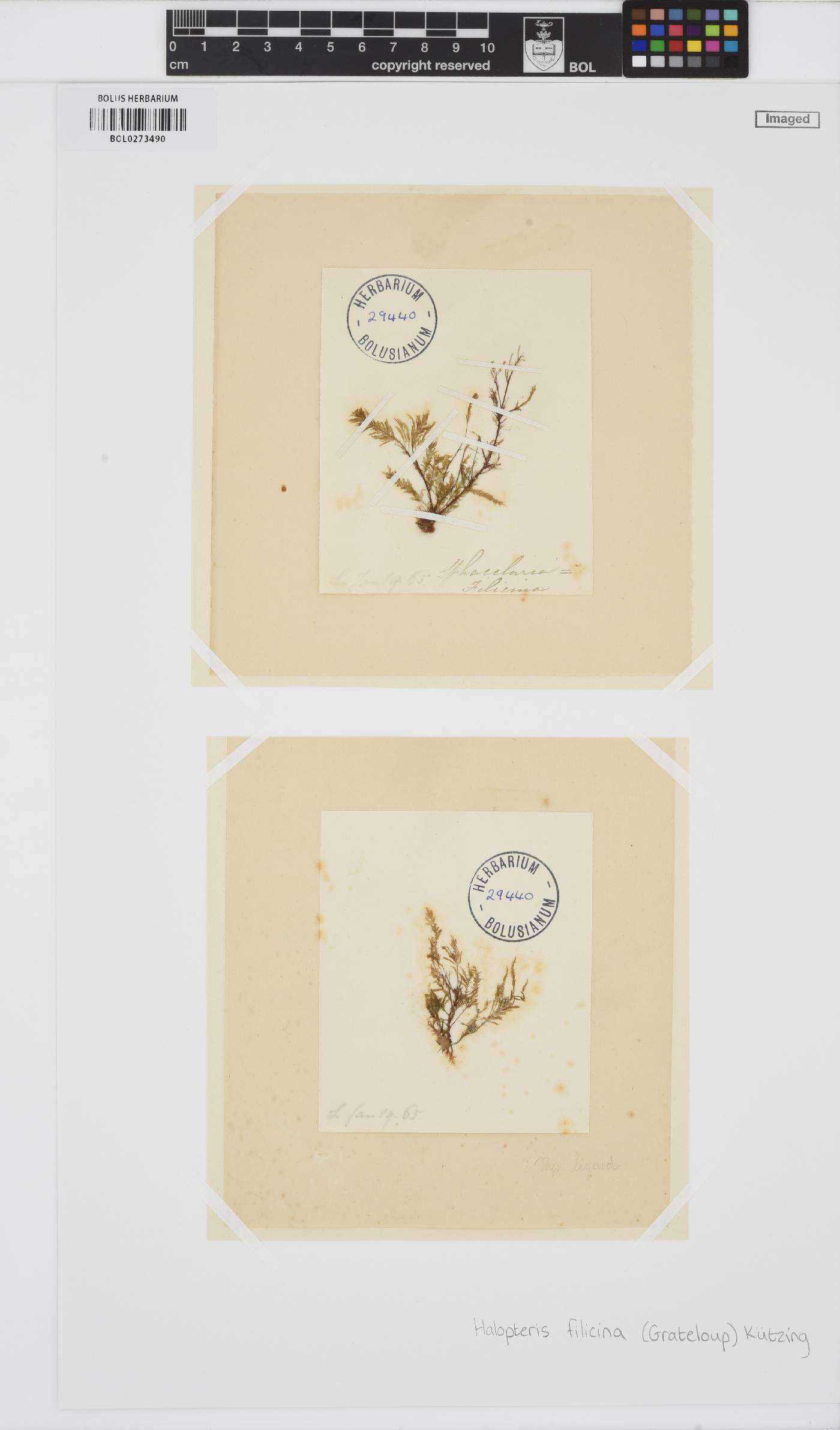 Halopteris filicina image