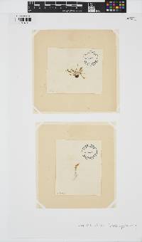 Halopteris filicina image