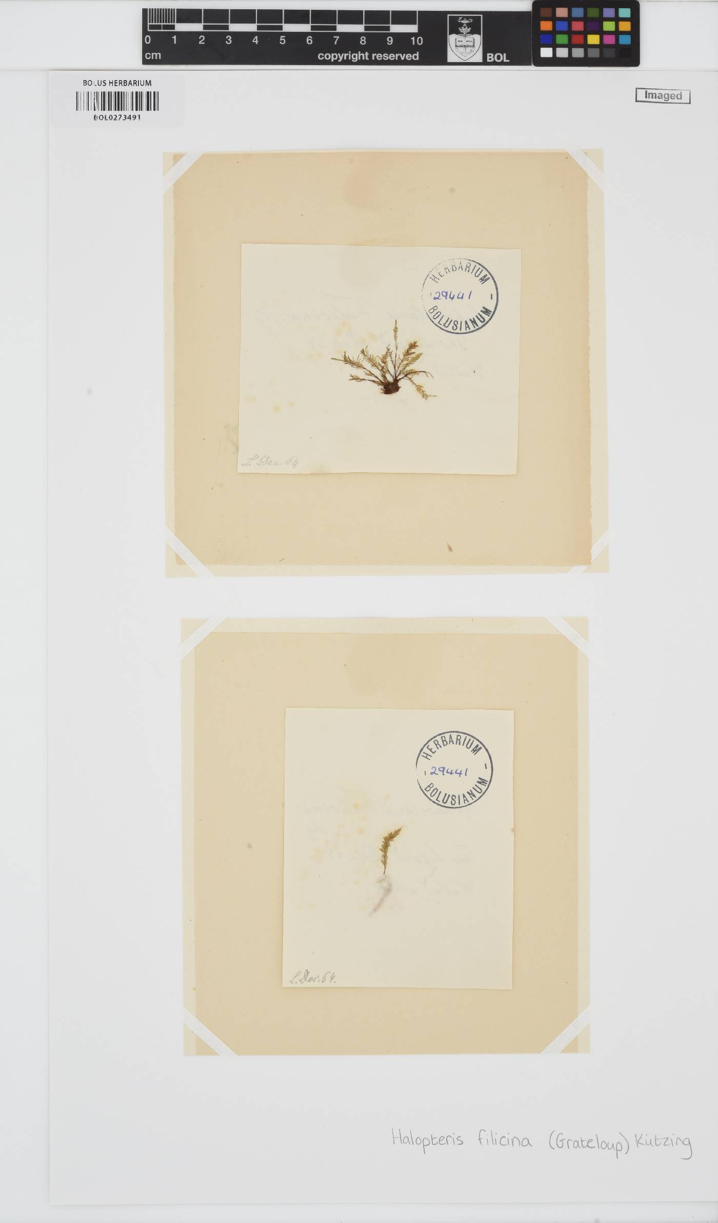 Halopteris filicina image