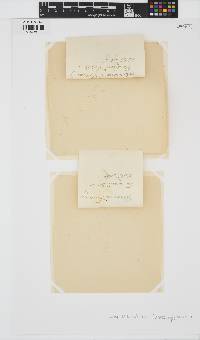Halopteris filicina image