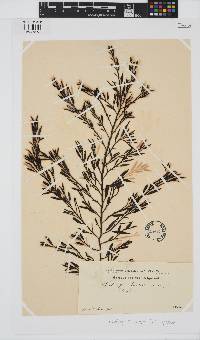 Halidrys siliquosa image