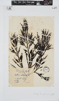 Halidrys siliquosa image