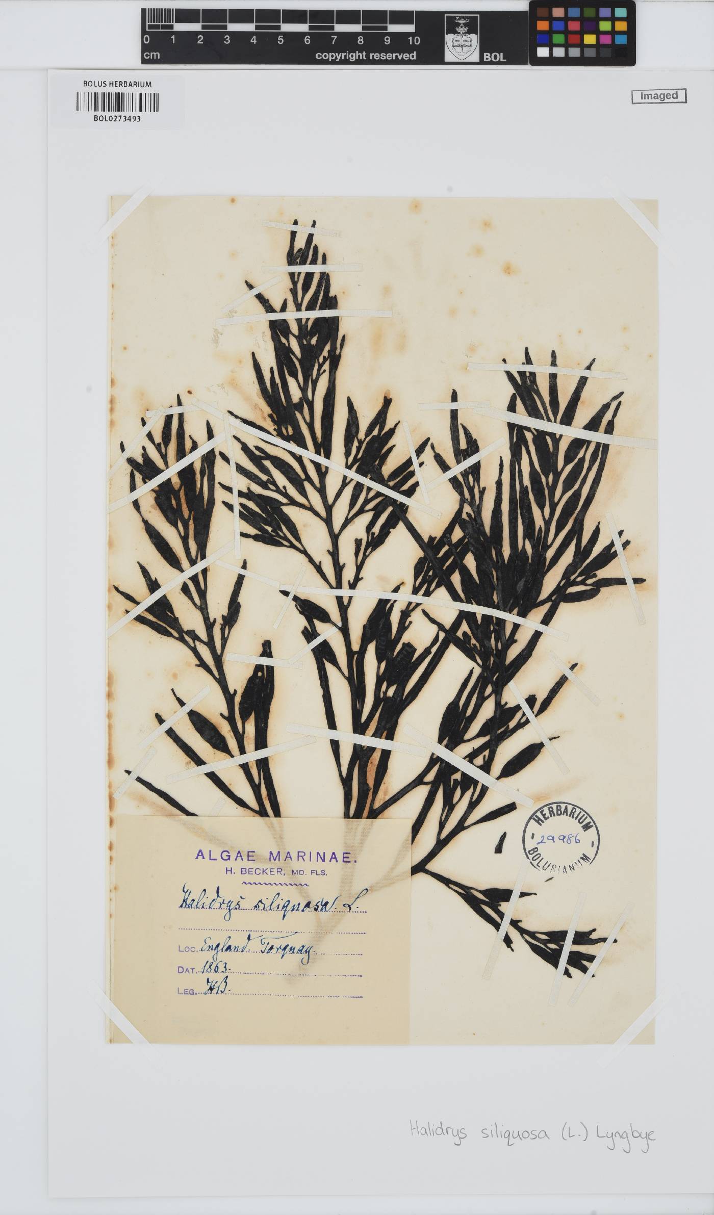 Halidrys siliquosa image