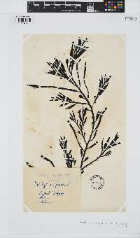 Halidrys siliquosa image