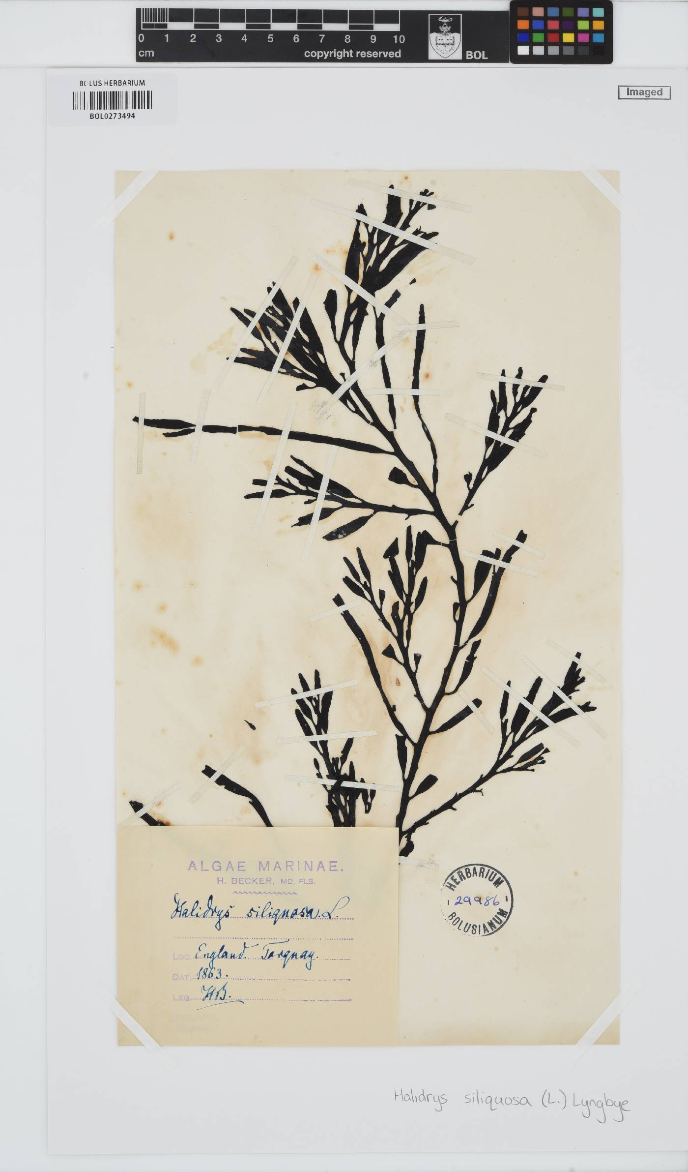 Halidrys siliquosa image