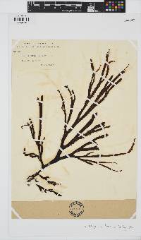 Image of Dictyota kunthii