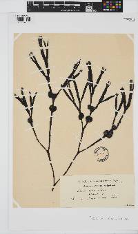 Fucus vesiculosus image