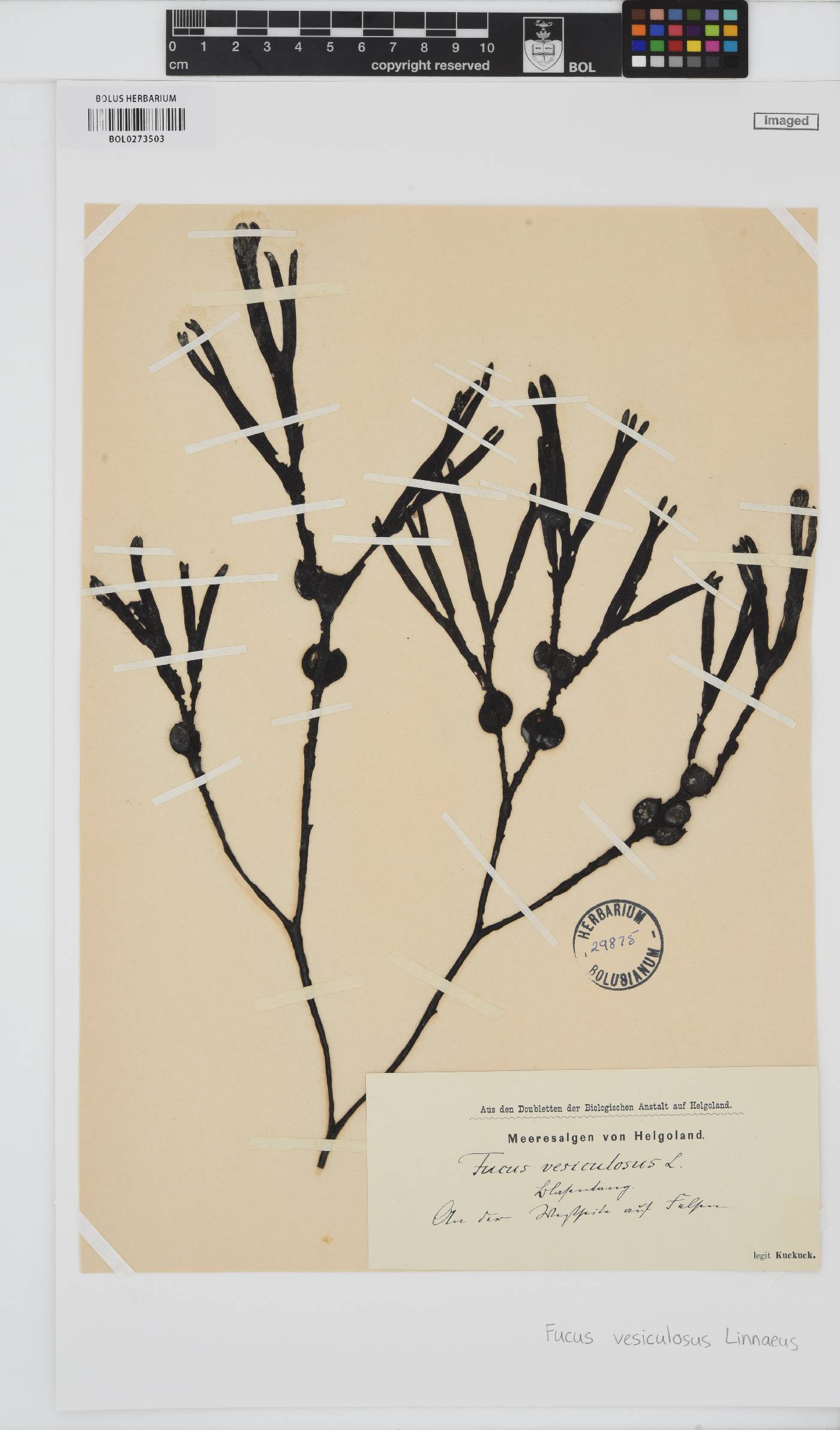 Fucus vesiculosus image