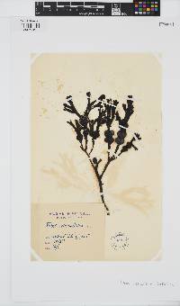 Fucus vesiculosus image