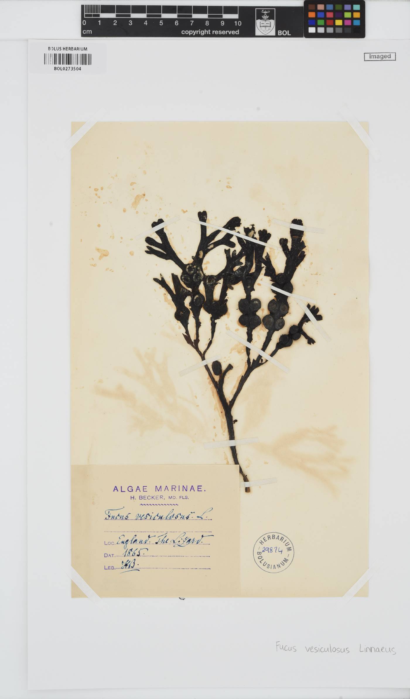 Fucus vesiculosus image