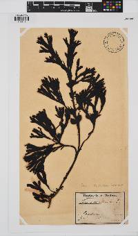 Fucus vesiculosus image