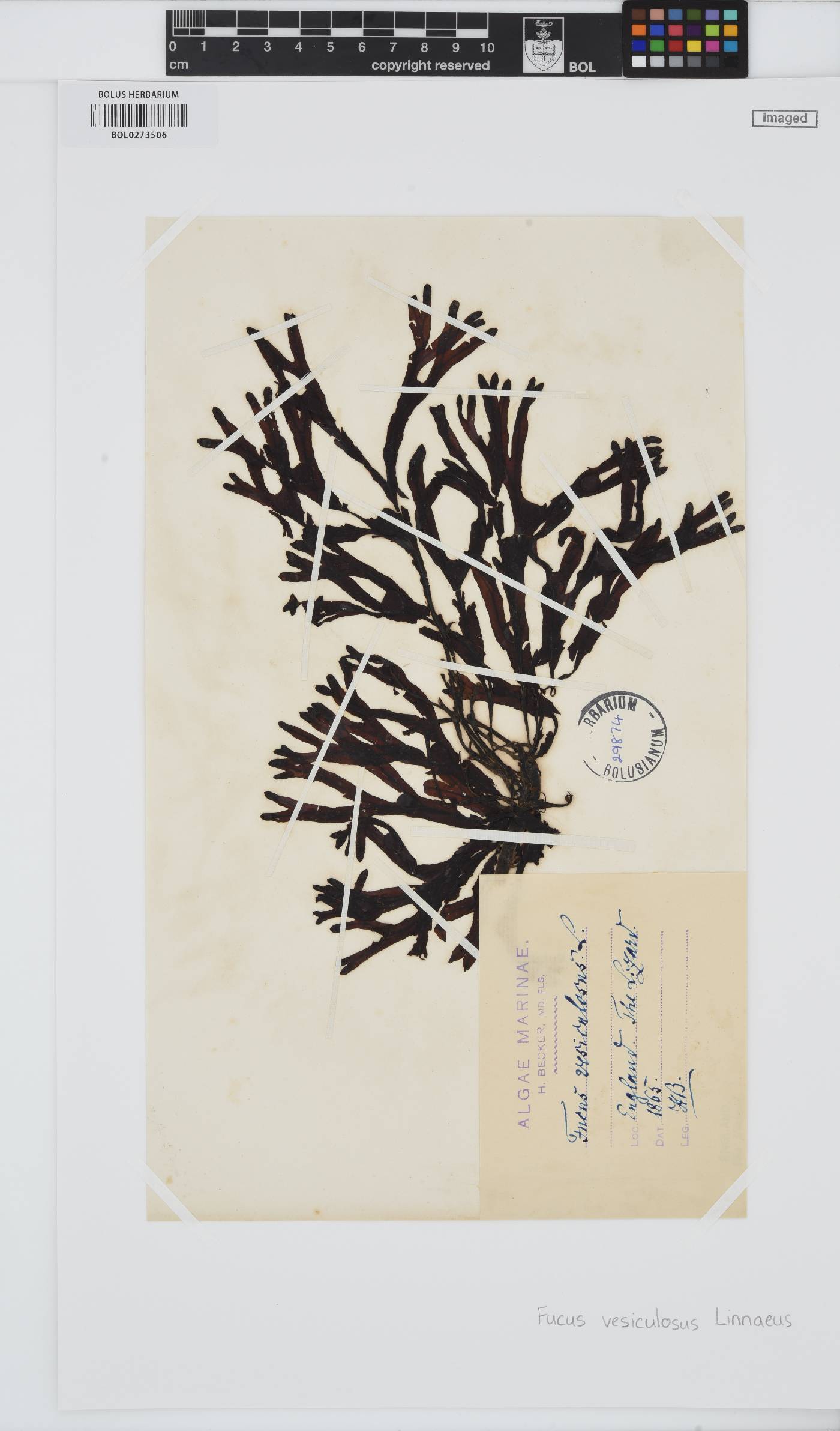 Fucus image