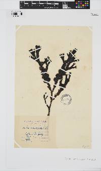 Fucus vesiculosus image