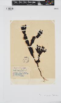Fucus vesiculosus image
