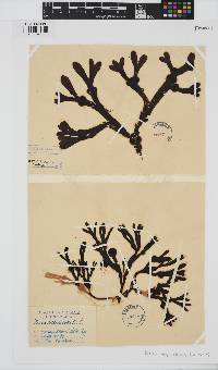 Fucus vesiculosus image