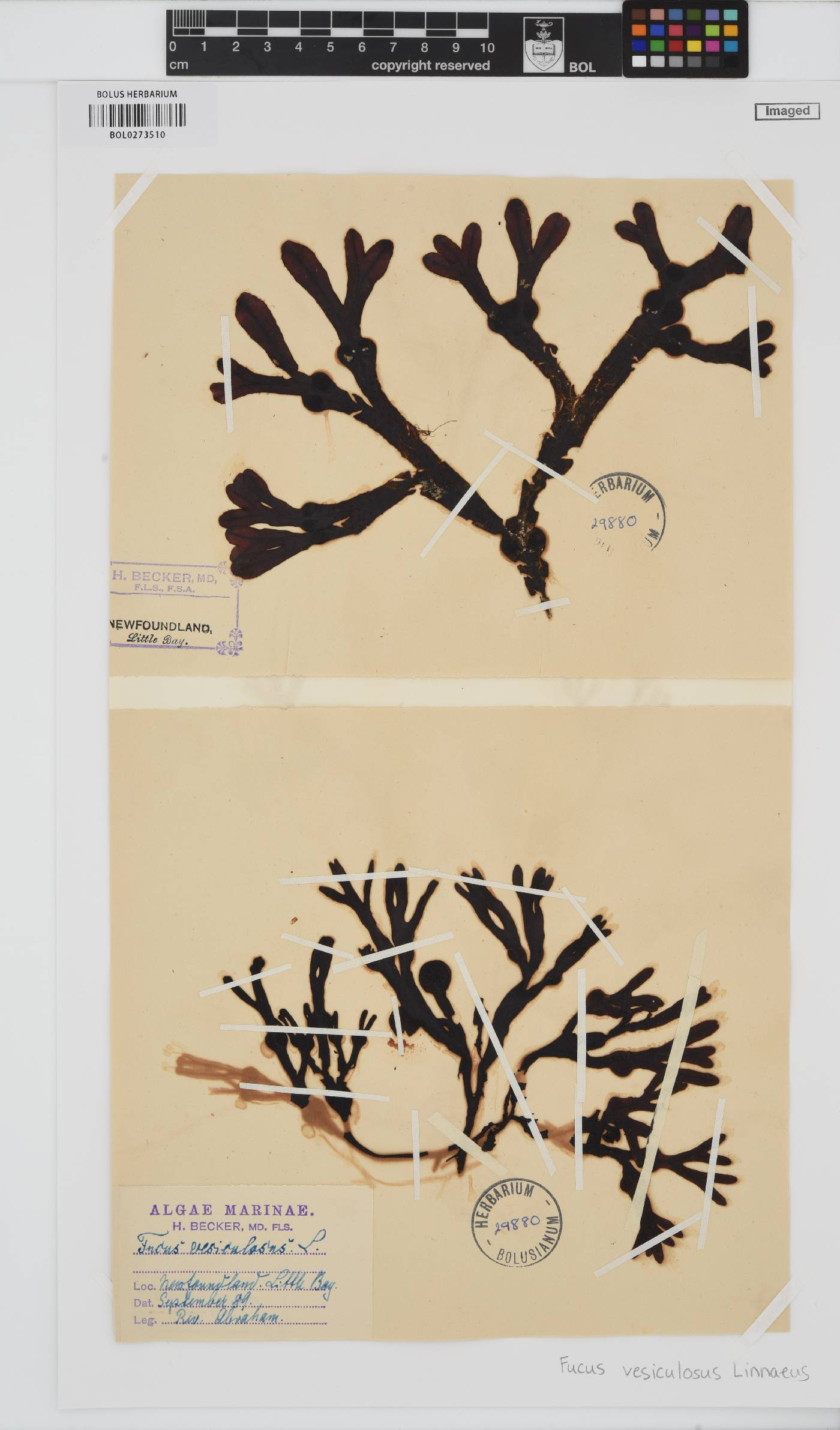 Fucus image