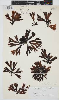 Fucus spiralis image