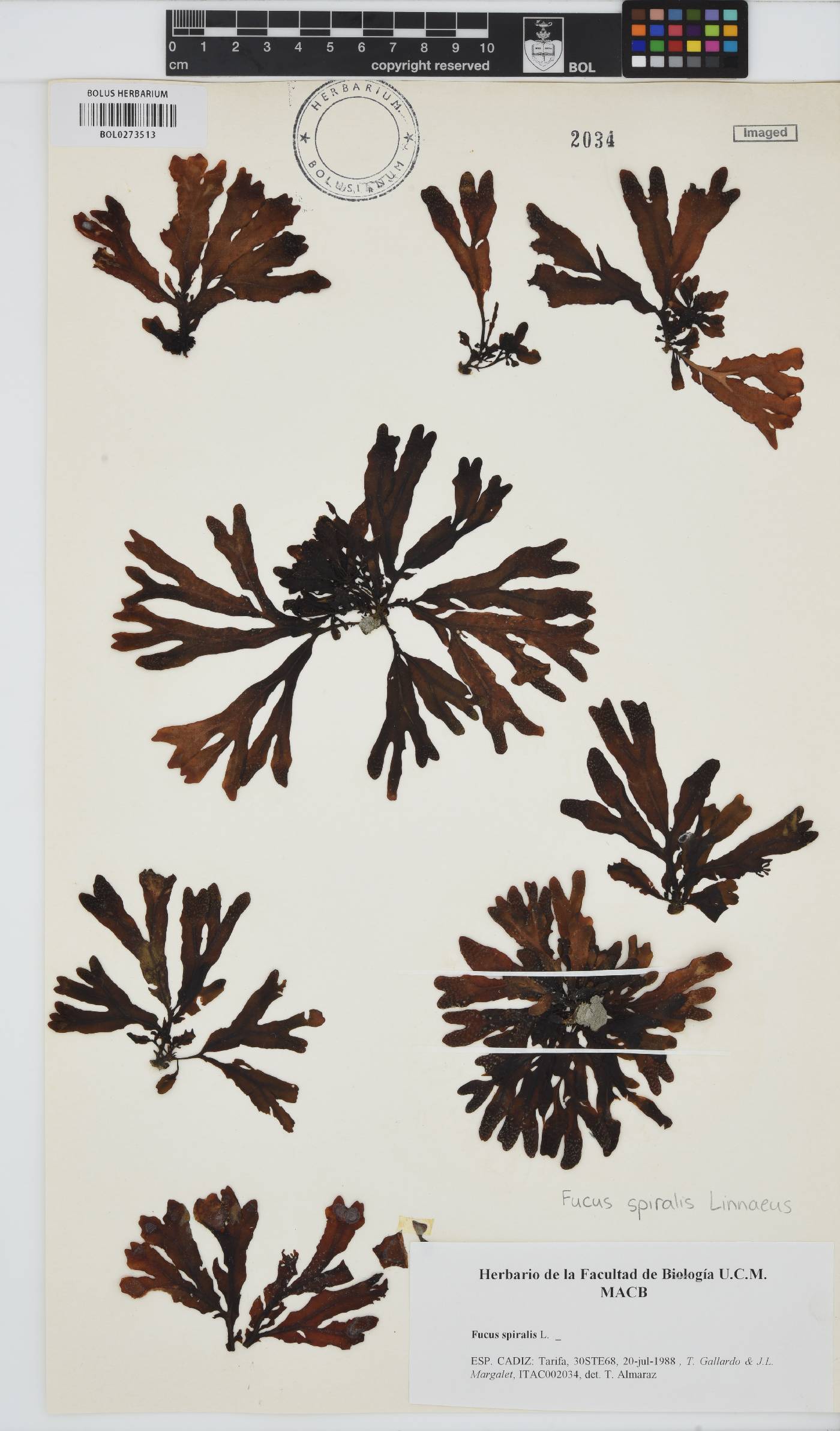 Fucus spiralis image