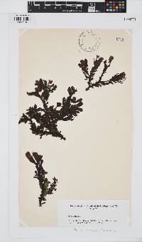 Fucus spiralis image