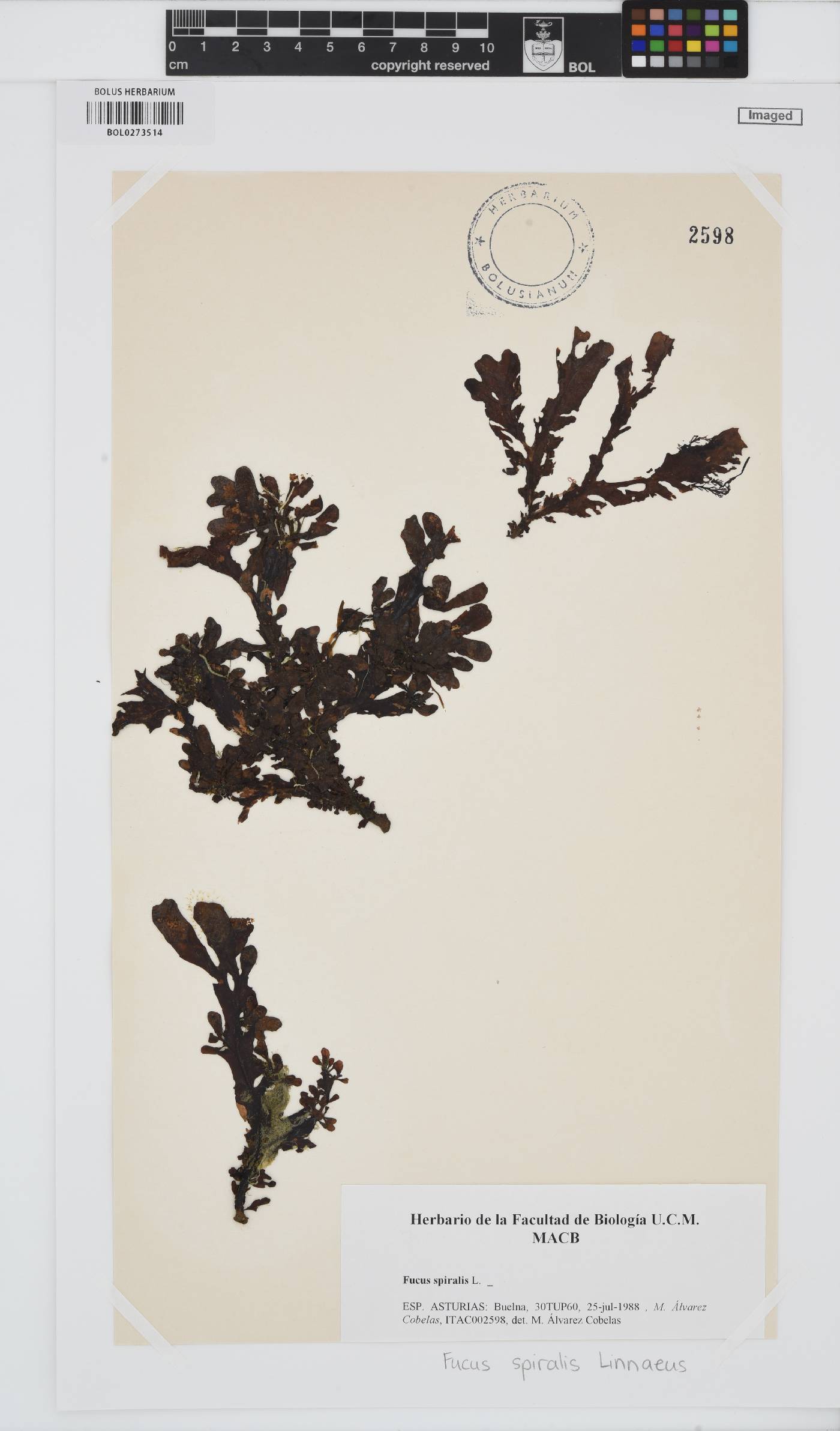 Fucus spiralis image