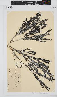 Fucus serratus image