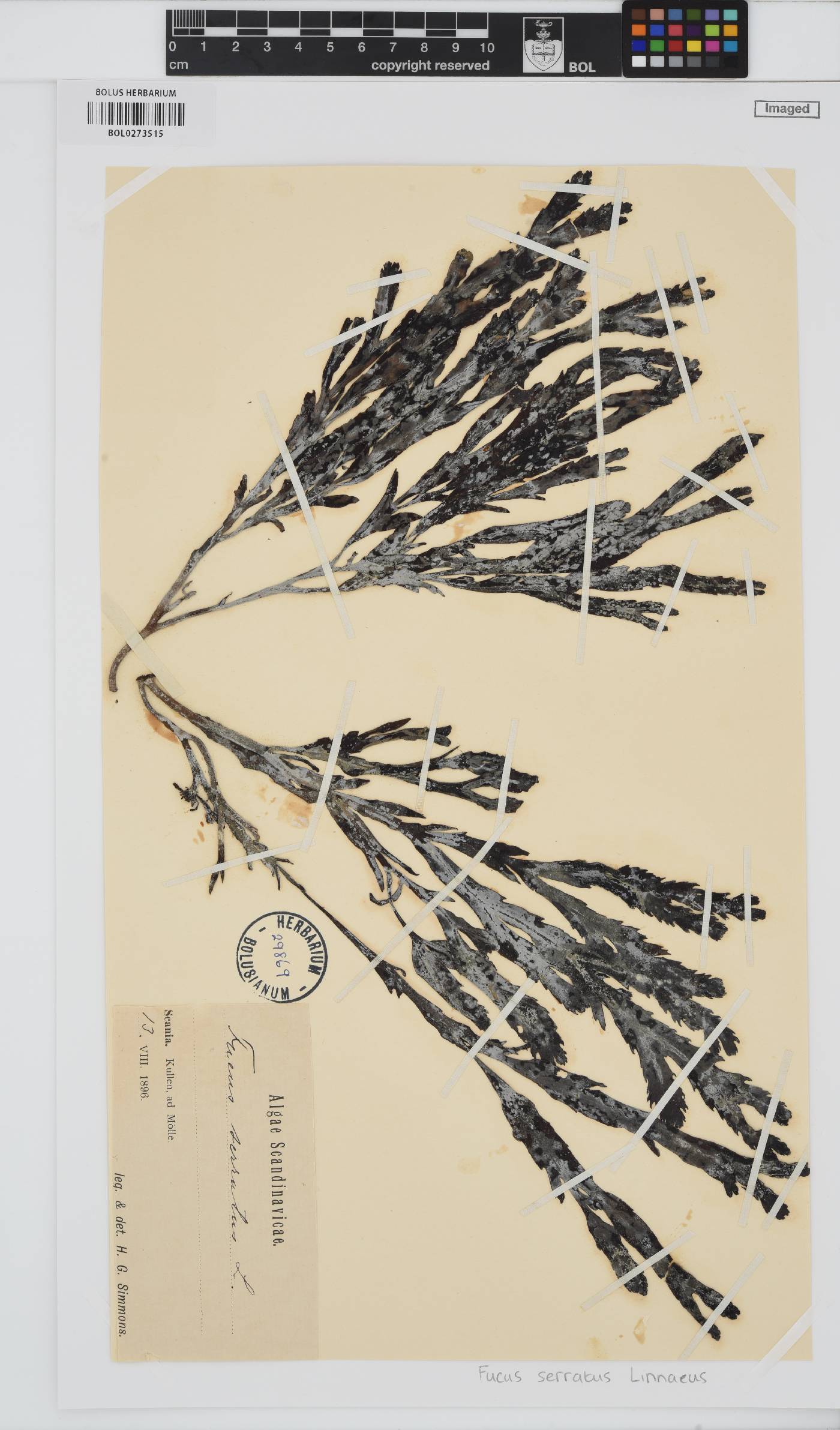 Fucus serratus image