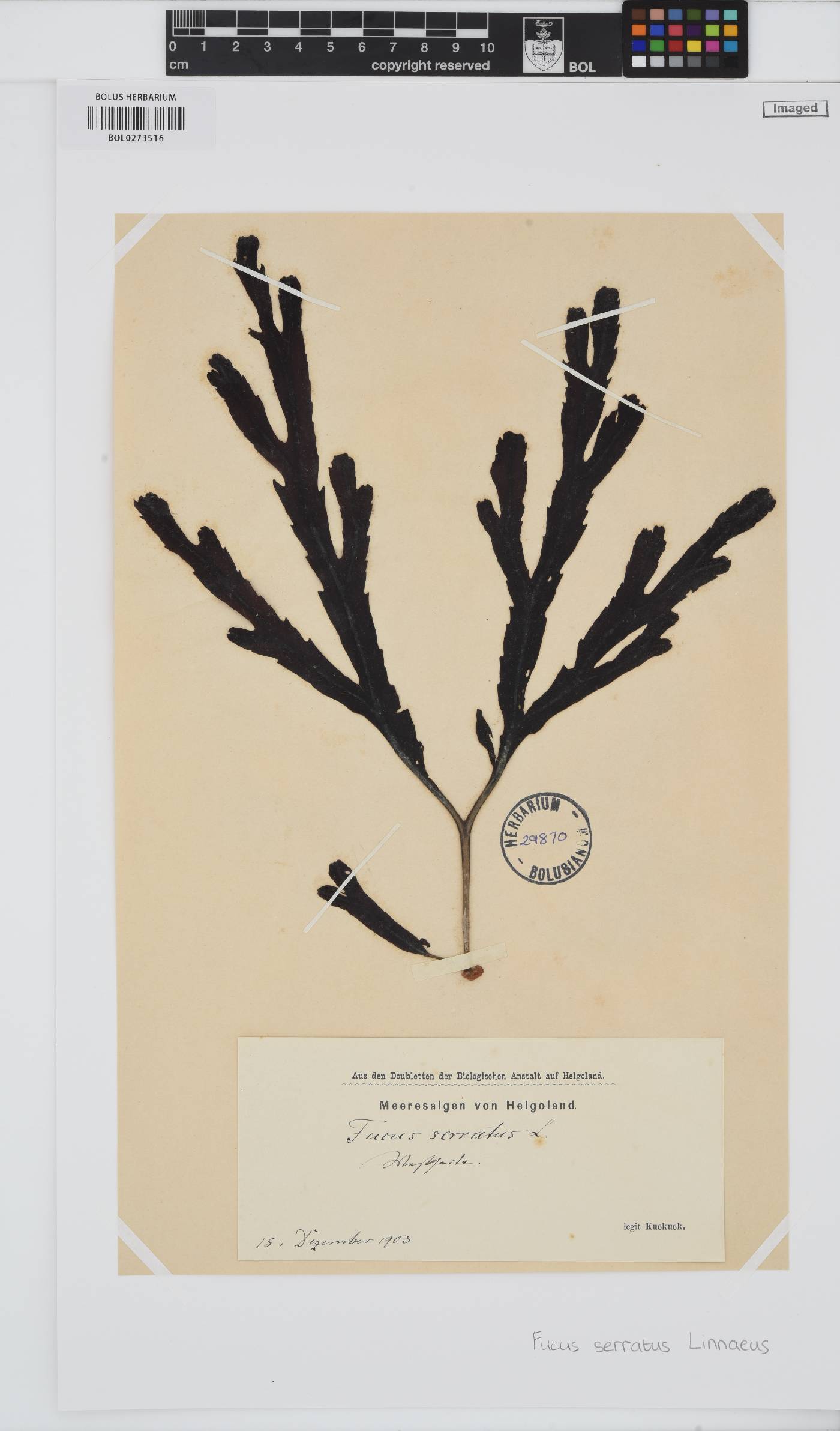 Fucus serratus image