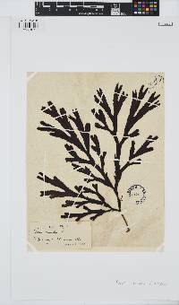 Fucus serratus image